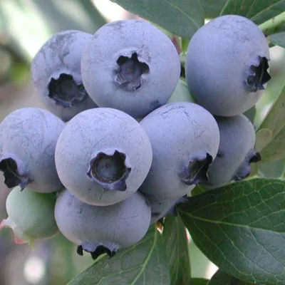 саженцы голубики саженцы голубики