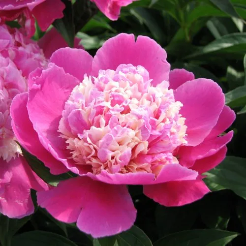 Пион КОРА СТАББС травянистый  Пион КОРА СТАББС травянистый в Тюмени