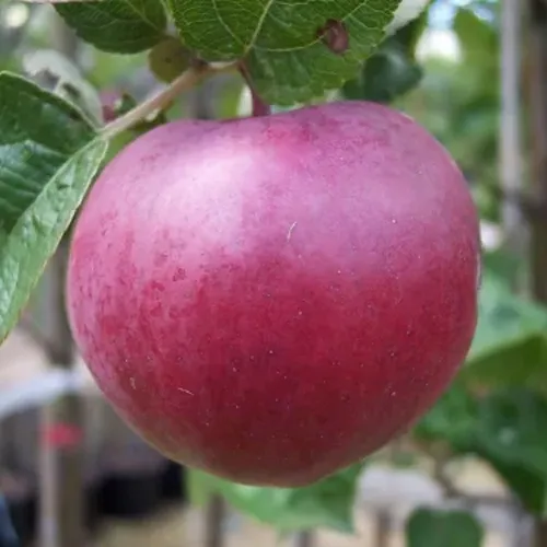 Яблоня НОРИС в Тюмени