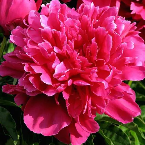 Пион ВИКТУАР ДЕ ЛА МАРН травянистый  Пион ВИКТУАР ДЕ ЛА МАРН травянистый в Тюмени