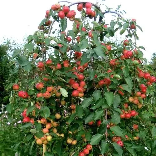 Яблоня ХЮВИНГИЕНЗИС декоративная в Тюмени