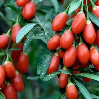 Годжи NEW BIG  Годжи NEW BIG в Тюмени