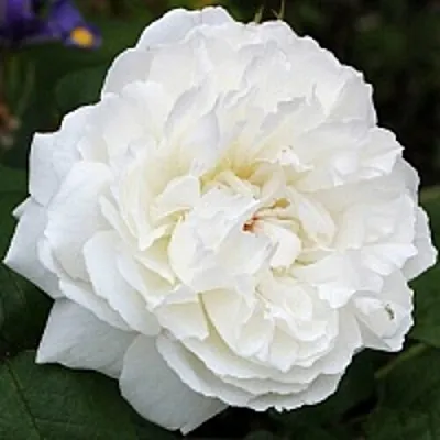 Саженцы роз ВИНЧЕСТЕР КАФЕДРАЛ английская  Саженцы роз ВИНЧЕСТЕР КАФЕДРАЛ английская в Тюмени