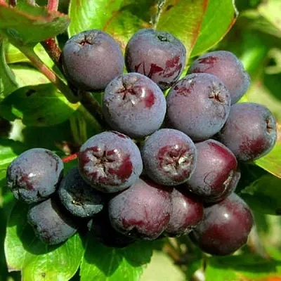 Рябина ЛИКЁРНАЯ сладкоплодная  Рябина ЛИКЁРНАЯ сладкоплодная в Тюмени