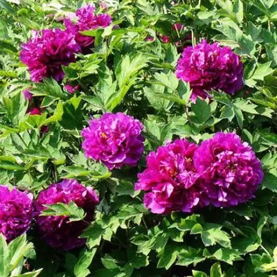 Пион ОРНАМЕНТ древовидный в Тюмени