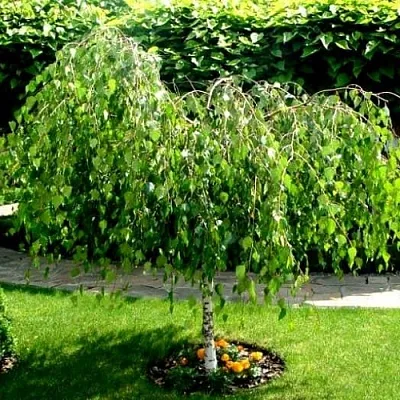 Береза Береза в Тюмени