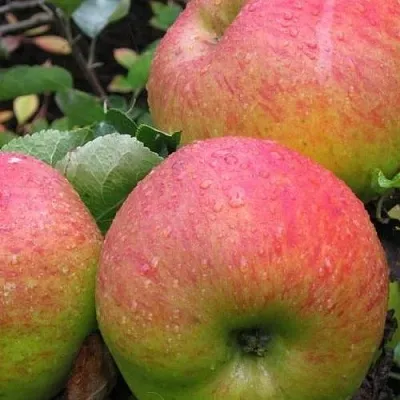 Яблоня ЯБЛОЧНЫЙ СПАС  Яблоня ЯБЛОЧНЫЙ СПАС в Тюмени