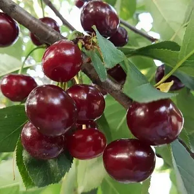 Дюк СЛАВЯНКА  Дюк СЛАВЯНКА в Тюмени