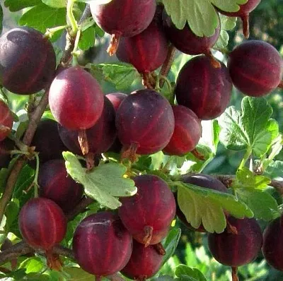 Крыжовник ХИННОМАКИ РОТ в Тюмени