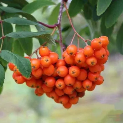 Рябина ВЕФЕД сладкоплодная  Рябина ВЕФЕД сладкоплодная в Тюмени