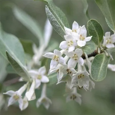 ЛОХ СЕРЕБРИСТЫЙ  ЛОХ СЕРЕБРИСТЫЙ в Тюмени