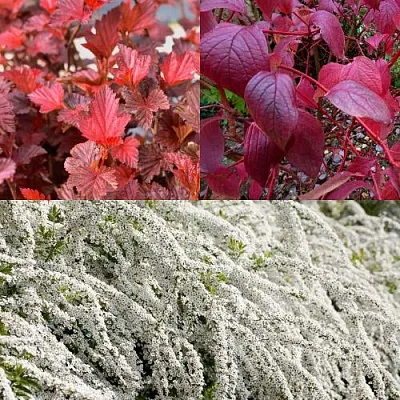Комплект ЖИВАЯ ИЗГОРОДЬ в Тюмени