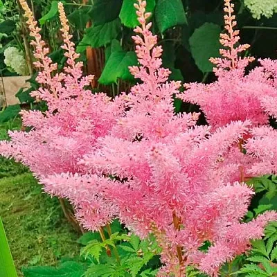 Астильба ЭДЕНС ОДИССЕЙ Арендса  Астильба ЭДЕНС ОДИССЕЙ Арендса в Тюмени