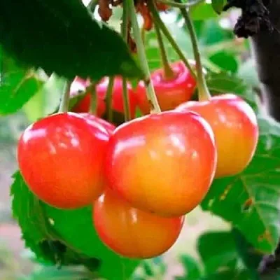 Черешня ДОНЧАНКА в Тюмени