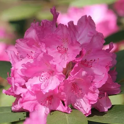 Рододендрон ЛУМИНА  Рододендрон ЛУМИНА в Тюмени