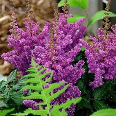 Астильба БЛЭК ЭНД БЛУ китайская  Астильба БЛЭК ЭНД БЛУ китайская в Тюмени