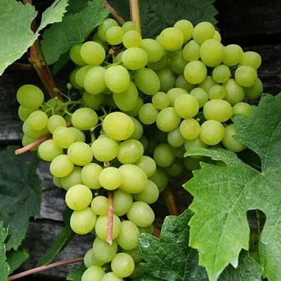 Виноград АЛЕШЕНЬКИН  Виноград АЛЕШЕНЬКИН в Тюмени