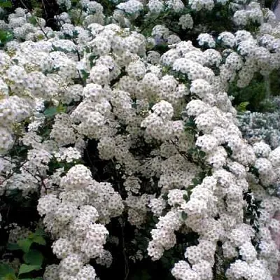 Спирея ВАНГУТТА  Спирея ВАНГУТТА в Тюмени