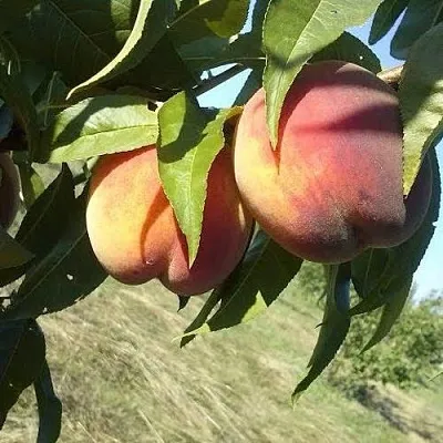 Персик СОФГАФЕН  Персик СОФГАФЕН в Тюмени