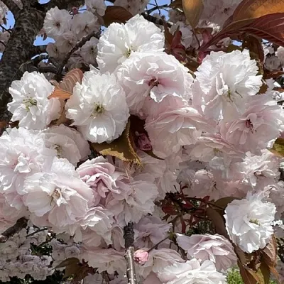 Сакура ШИРОФУГЕН  Сакура ШИРОФУГЕН в Тюмени