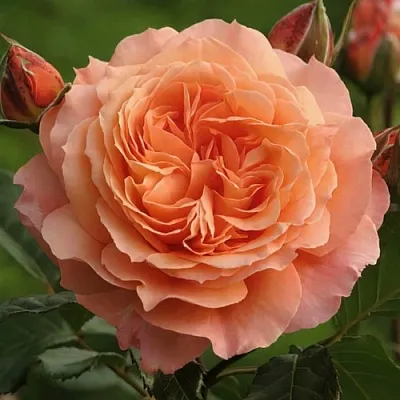 Саженцы роз БЕЛЬВЕДЕР шраб  Саженцы роз БЕЛЬВЕДЕР шраб в Тюмени