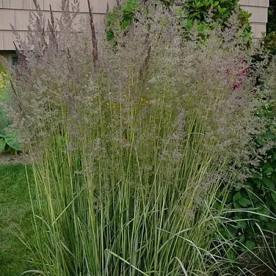 Вейник АВАЛАНШ остроцветковый  Вейник АВАЛАНШ остроцветковый в Тюмени