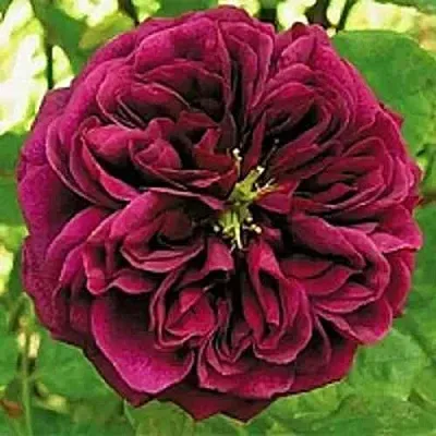 Саженцы роз ЗЕ ПРИНЦ английская  Саженцы роз ЗЕ ПРИНЦ английская в Тюмени