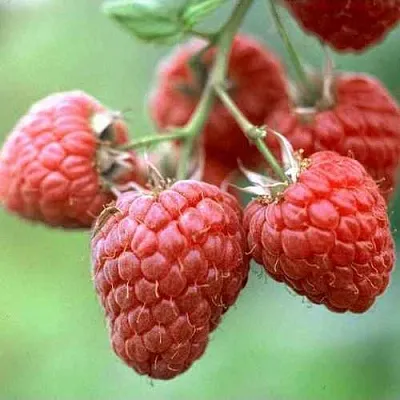 Малина ХЕРИТЕЙДЖ  Малина ХЕРИТЕЙДЖ в Тюмени