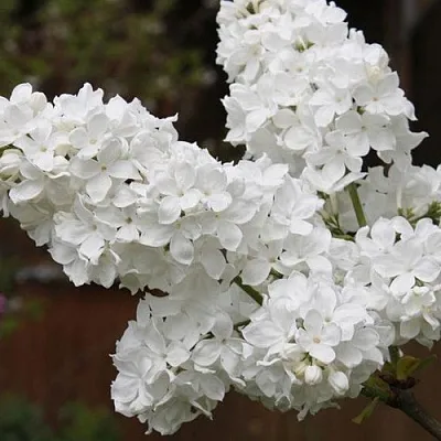 Сирень ФЛОРА  Сирень ФЛОРА в Тюмени