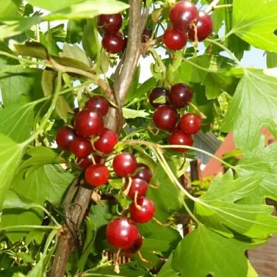 Смородина золотистая ВИШНЕВАЯ  Смородина золотистая ВИШНЕВАЯ в Тюмени