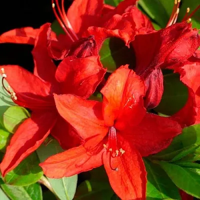 Азалия НАБУКО листопадная в Тюмени