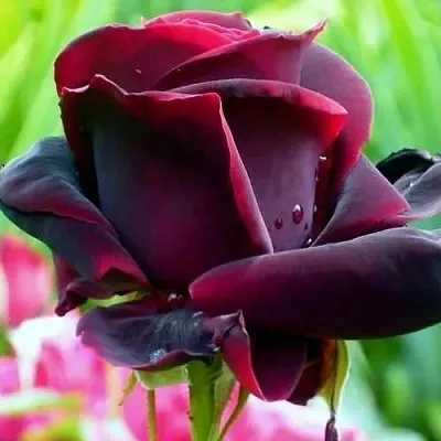 Саженцы роз ЧЕРНЫЙ ПРИНЦ чайно-гибридная в Тюмени