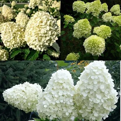 Комплект НЕЖНЫЙ КАПУЧИНО в Тюмени