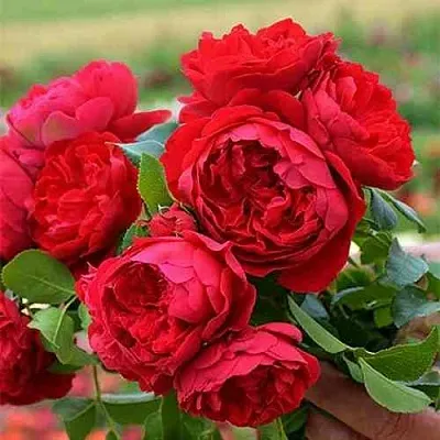 Саженцы роз ФЛОРЕНТИНА плетистая  Саженцы роз ФЛОРЕНТИНА плетистая в Тюмени