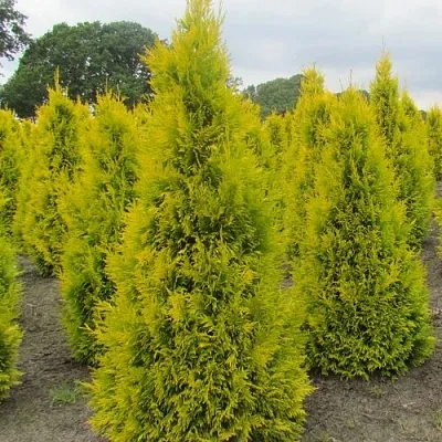 Туя САНКИСТ западная  Туя САНКИСТ западная в Тюмени