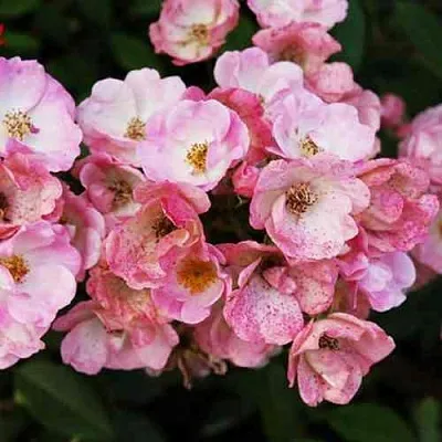 Саженцы роз АЛДЕН БИЗЕН мускусная  Саженцы роз АЛДЕН БИЗЕН мускусная в Тюмени