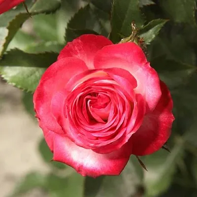 Саженцы роз САФИНА спрей  Саженцы роз САФИНА спрей в Тюмени