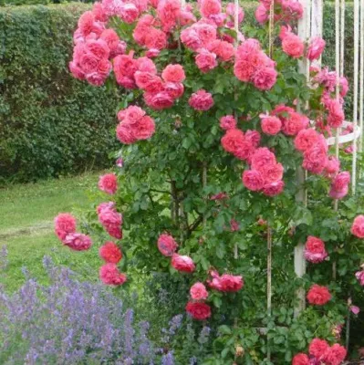 Саженцы роз РОЗЕУМ ЮТЕРСОН плетистая — описание сорта Саженцы роз РОЗЕУМ ЮТЕРСОН плетистая в Тюмени