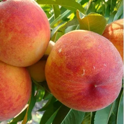 Персик ДИВНЫЙ  Персик ДИВНЫЙ в Тюмени