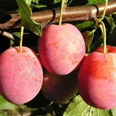 Слива ВИКТОРИЯ в Тюмени