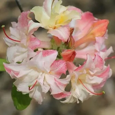 Азалия КЭННОНС ДАБЛ листопадная в Тюмени