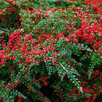 Кизильник горизонтальный  Кизильник горизонтальный в Тюмени