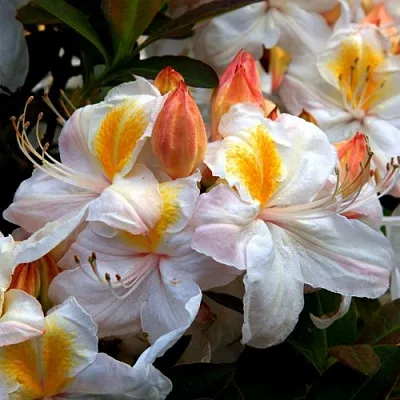 Азалия СИЛЬВЕР СЛИППЕР листопадная в Тюмени