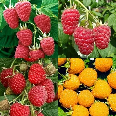 Комплект МАЛИНОВОЕ АССОРТИ в Тюмени