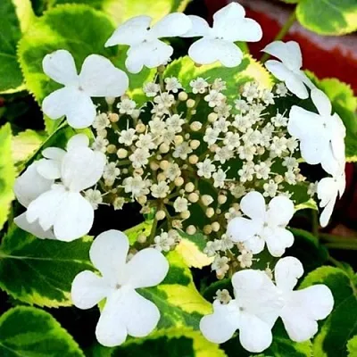 Гортензия МИРАНДА черешковая  Гортензия МИРАНДА черешковая в Тюмени