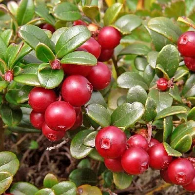 Брусника садовая АМЕРЛАНД в Тюмени