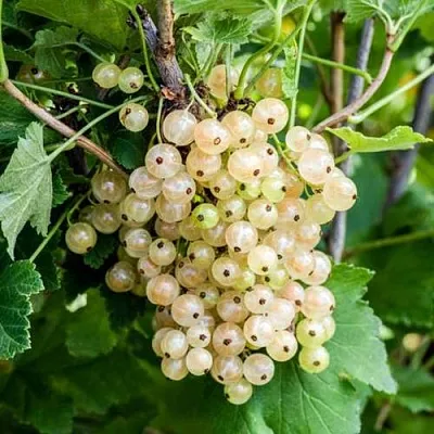 Смородина белая БЕЛАЯ ПОТАПЕНКО  Смородина белая БЕЛАЯ ПОТАПЕНКО в Тюмени