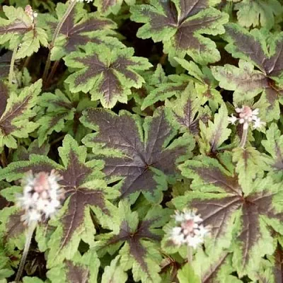 Гейхера ШУГА ЭНД СПАЙС  Гейхера ШУГА ЭНД СПАЙС в Тюмени