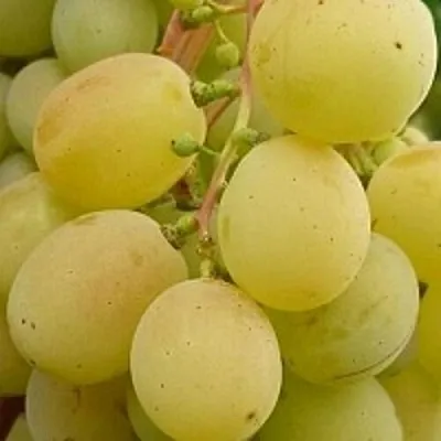 Виноград ТАЛИСМАН  Виноград ТАЛИСМАН в Тюмени