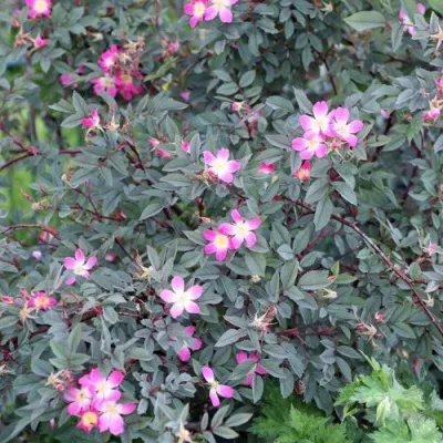 Саженцы роз сизая — описание сорта Саженцы роз сизая в Тюмени